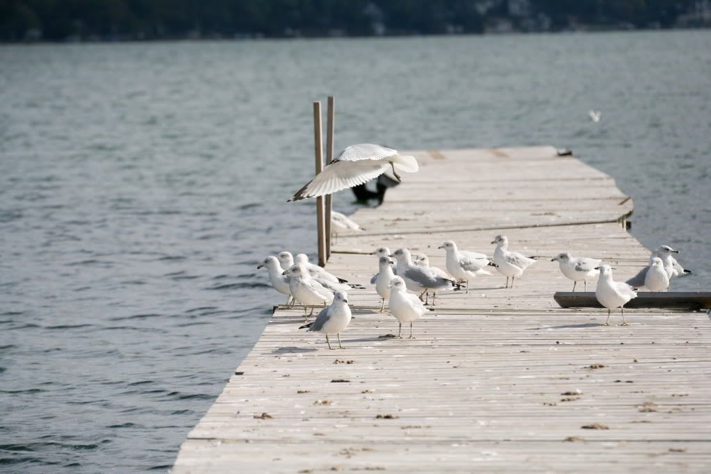 IMG_2310.jpg Pier with birds flying image derbezgonzalez