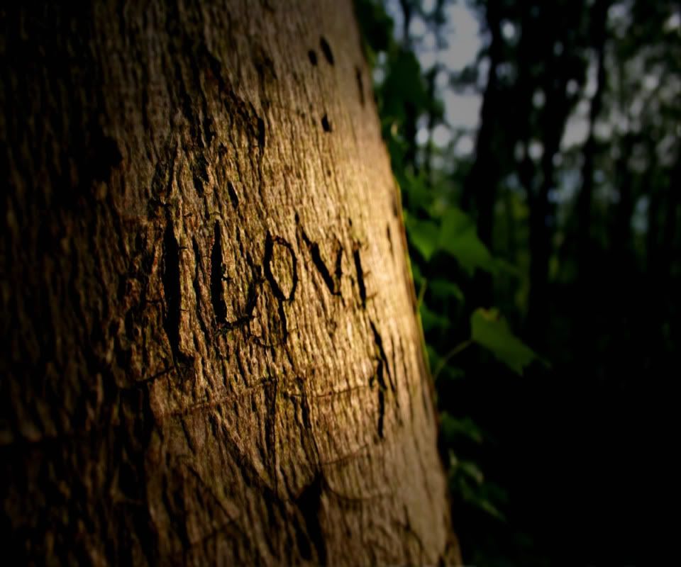 Love_The_inscription_on_the_tree_02.jpg