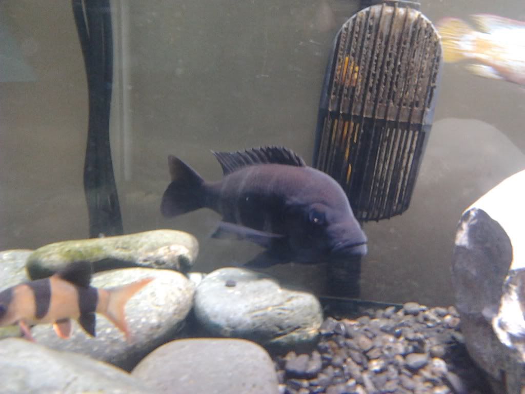 Closing down tank sale! Cichlids, barbs, turtles, catfish and oddballs