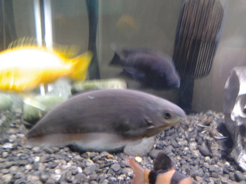 Closing down tank sale! Cichlids, barbs, turtles, catfish and oddballs