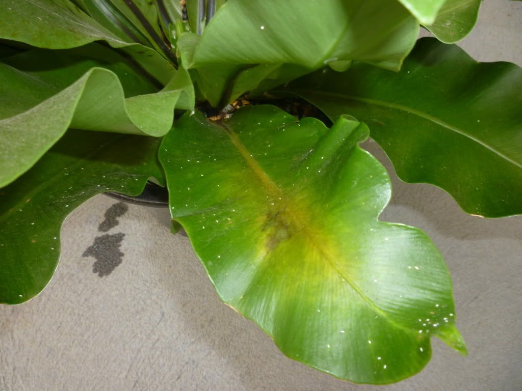 Bird's Nest Fern with yellowing leaves and white dots