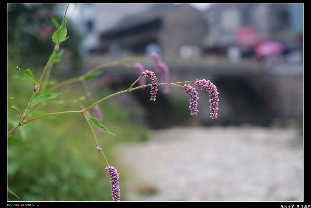 临川桥