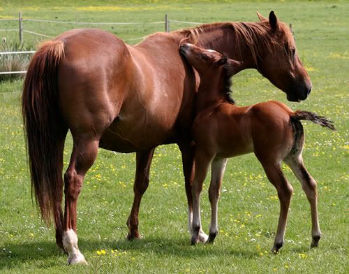 mare and foal photo: QH mare and foal mareandfoal.jpg