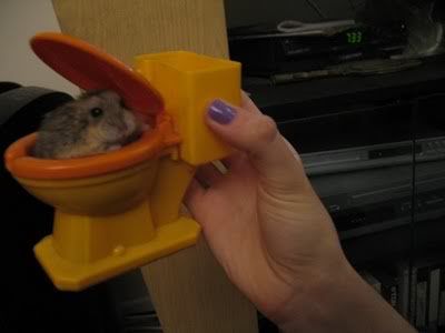 HAMSTERTOILETBABY.jpg