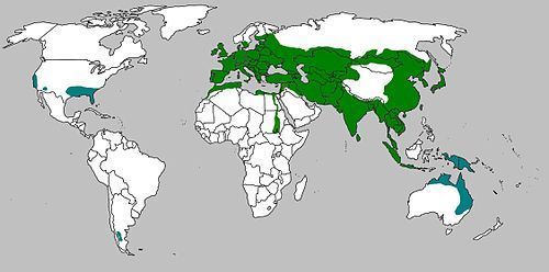 500px-Sus_scrofa_range_map_1.jpg