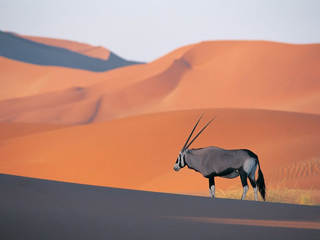 OryxAntelope-1.jpg