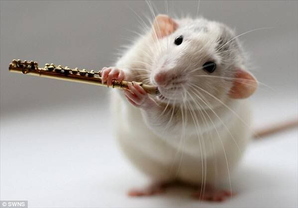 rat_playing_a_flute.jpg