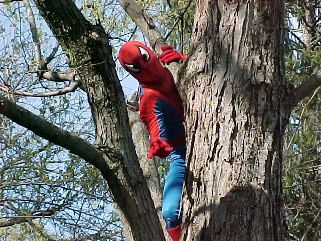 spider20man20on20tree.jpg