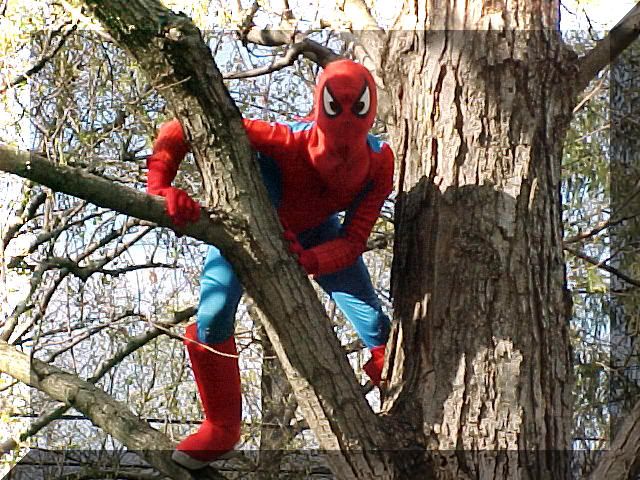 spider20man20on20tree202.jpg