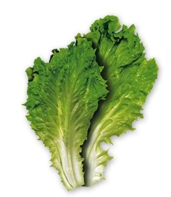 lettuce Pictures, Images and Photos
