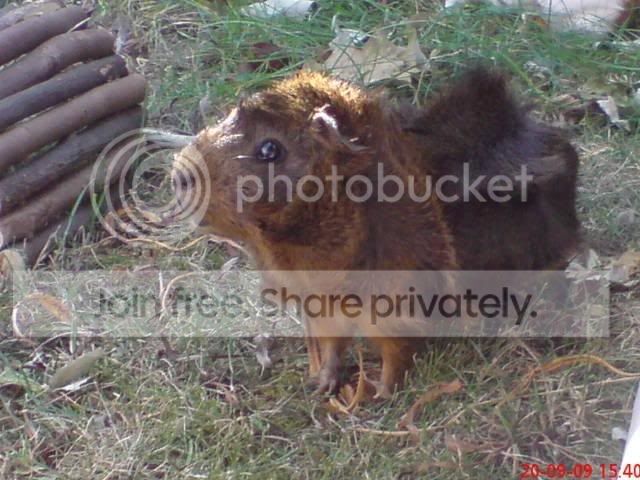 biscuit.jpg